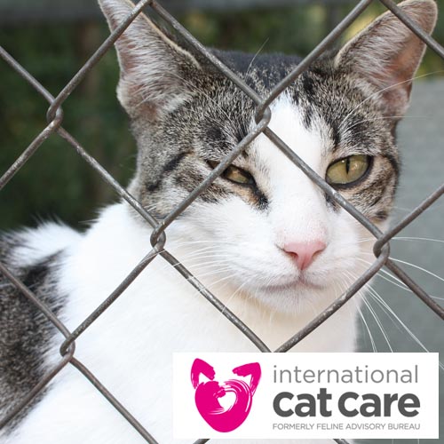 International Cat Care Logo