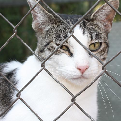 Cat in Cage.